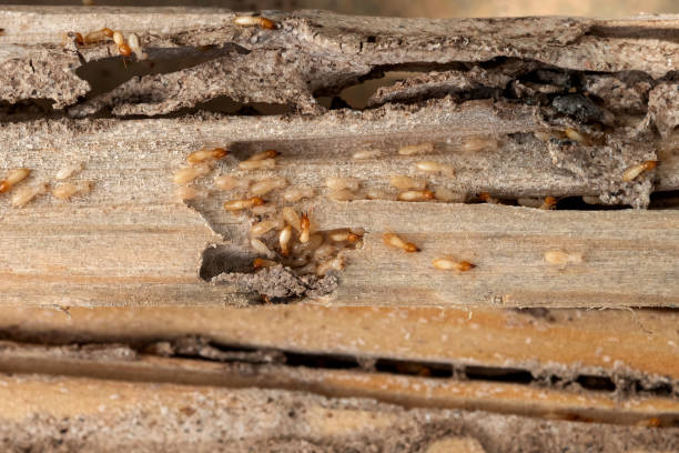 Best Flea Control Services  in Pen Argyl, PA